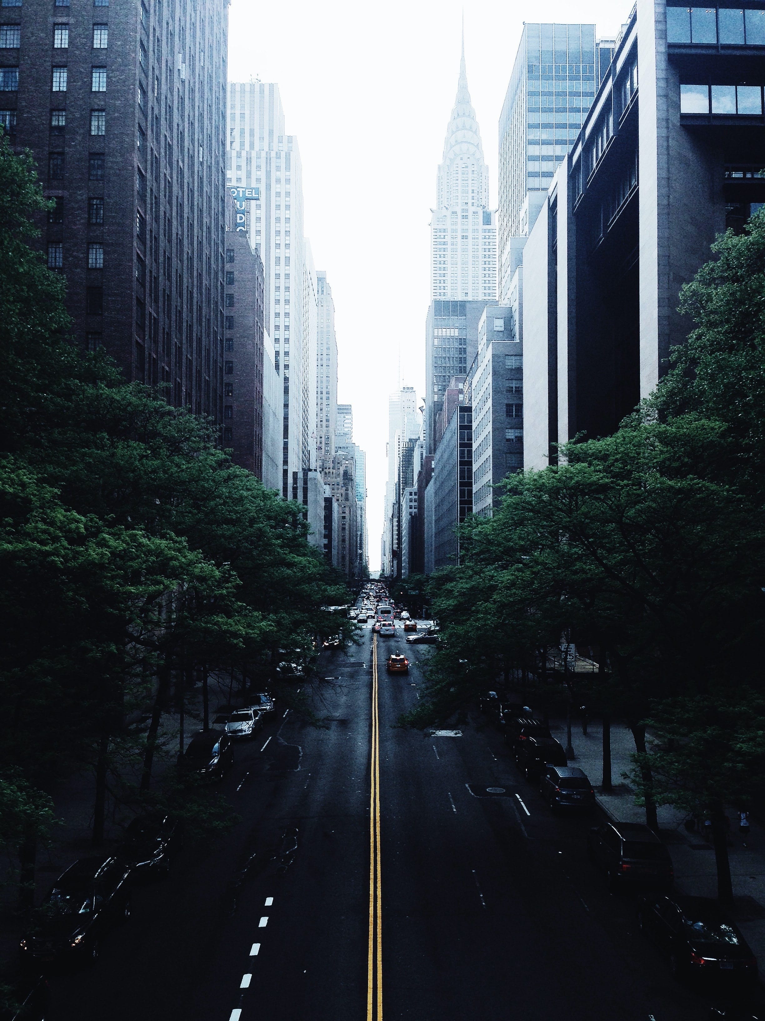 A foggy New York City from above a road, looking down it. There are deep green trees on either side of the road.